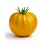 Apricot Zebra