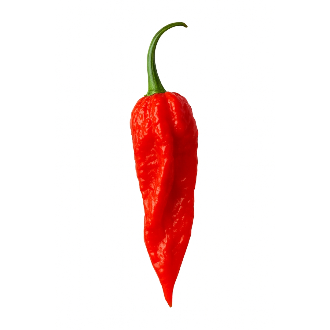 Bhut Jolokia (Ghost Pepper)