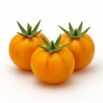 Orange Hat Micro