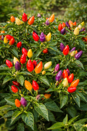 Firecracker Pepper