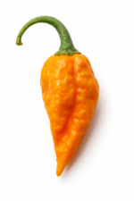 Sweet Habanada Pepper