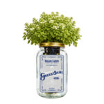 Greek Basil Indoor Herb Garden Kit