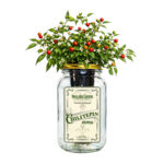 Chiltepin Pepper Indoor Garden Kit