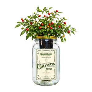 Chiltepin Pepper Indoor Garden Kit