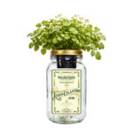 Lemon Cilantro Indoor Herb Garden Kit