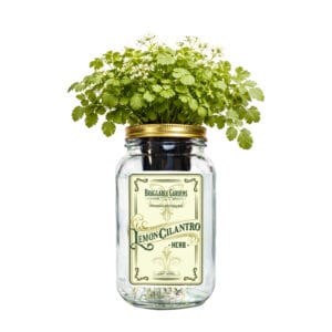 Lemon Cilantro Indoor Herb Garden Kit