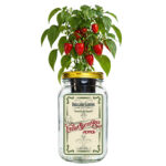 Fresh Bites Red Mini Bell Pepper Indoor Garden Kit