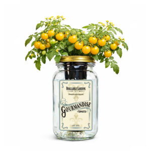 Gourmandise Yellow Cherry Tomato Indoor Garden Kit