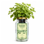 Lemon Balm Indoor Herb Garden Kit