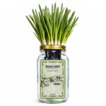 Kyoto Kujo Negi Japanese Green Onion Indoor Garden Kit