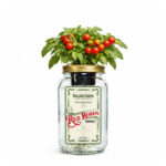 Red Robin Cherry Tomato Indoor Garden Kit
