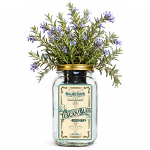 Tuscan Blue Rosemary Indoor Herb Garden Kit